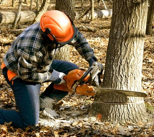 Tree Removal in Mikado, MI